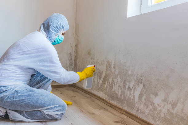 Licensed Mold Inspection service in Westport, WA - WQB Mold Removal